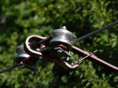 flying_fox02.jpg